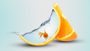Fish swimming in an Orange Close Up Fish swimming in an Orange Close Up